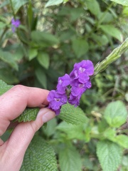 Stachytarpheta frantzii