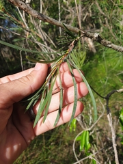 Melaleuca pachyphylla