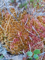 Sphagnum fuscum