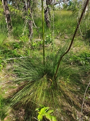 Xanthorrhoea fulva