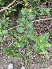 Stachytarpheta frantzii