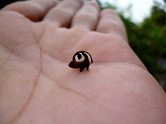 Membracis foliatafasciata