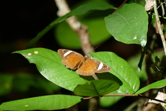 Euriphene