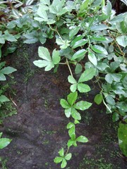 Tetrastigma obtectum glabrum