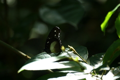 Hypolimnas dinarcha
