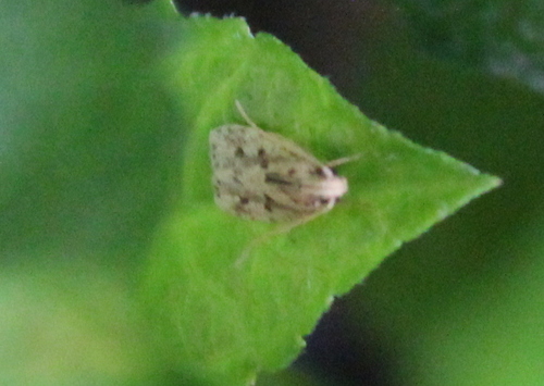 Photo of Potato Moth (Stoeberhinus testaceus)