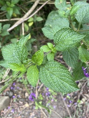 Stachytarpheta frantzii