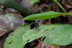 Cynandra opis