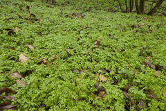 Anthriscus cerefolium