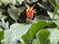 Aphelandra