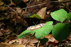 Pseudacraea dolomena