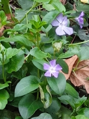 Vinca major
