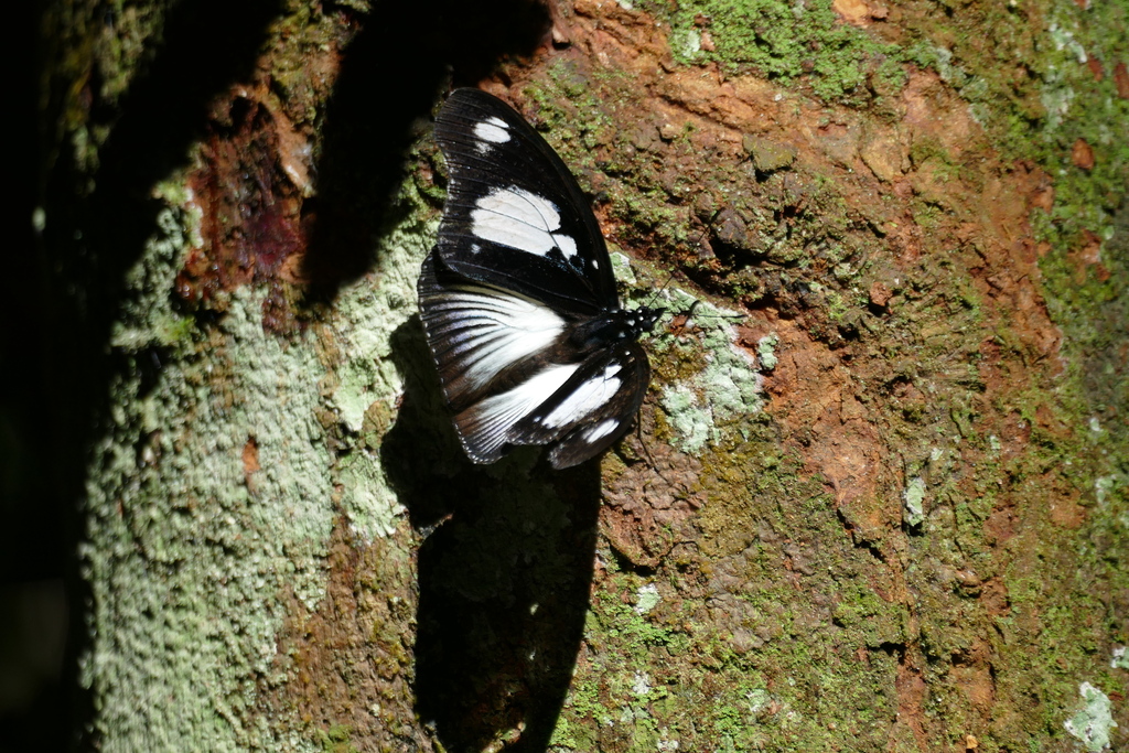 Hypolimnas mechowi