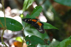 Acraea penelope