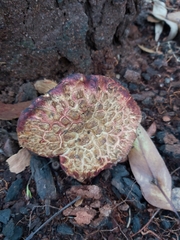Boletellus