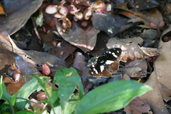 Aterica galene