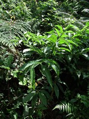Ardisia virens
