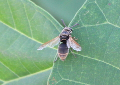 Pachodynerus nasidens