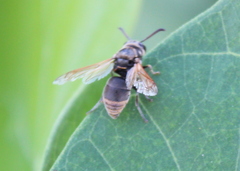 Pachodynerus nasidens