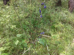 Delphinium elatum