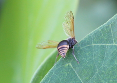 Pachodynerus nasidens