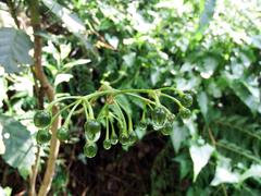 Ardisia virens