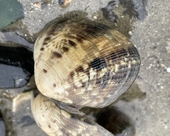 Ruditapes philippinarum