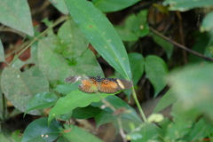Pseudacraea dolomena