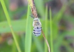 Amegilla pulchra