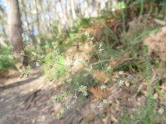 Poa clelandii