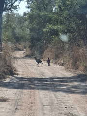 Bucorvus abyssinicus