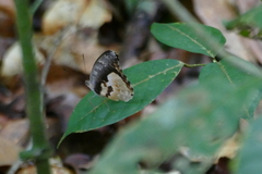 Euriphene gambiae