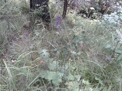 Delphinium elatum