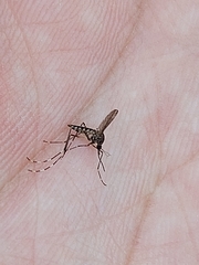 Aedes alboannulatus