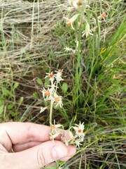 Tulbaghia acutiloba