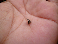 Membracis foliatafasciata