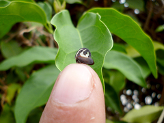 Membracis foliatafasciata