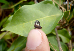 Membracis foliatafasciata