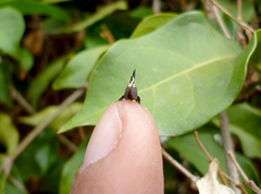 Membracis foliatafasciata