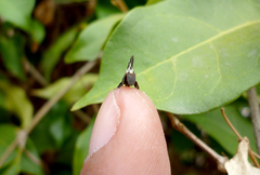 Membracis foliatafasciata