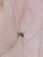 Aedes alboannulatus