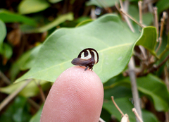 Membracis foliatafasciata