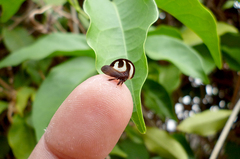 Membracis foliatafasciata