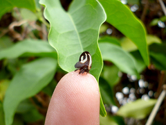 Membracis foliatafasciata
