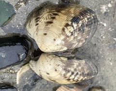 Ruditapes philippinarum