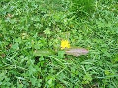Taraxacum ceratophorum