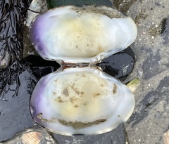 Ruditapes philippinarum