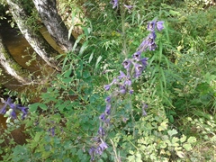 Delphinium elatum