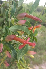 Dolichandra cynanchoides