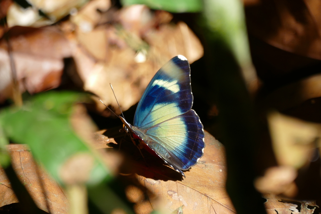 Euphaedra brevis